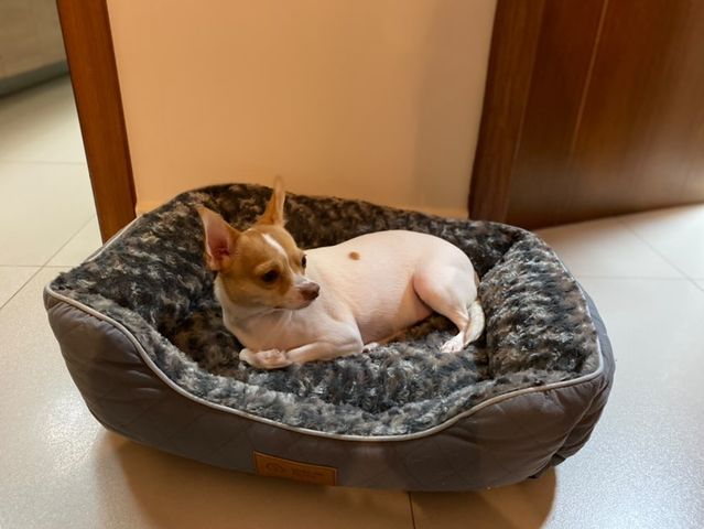 Cama Para Perro "Bruno" Vida De Perro