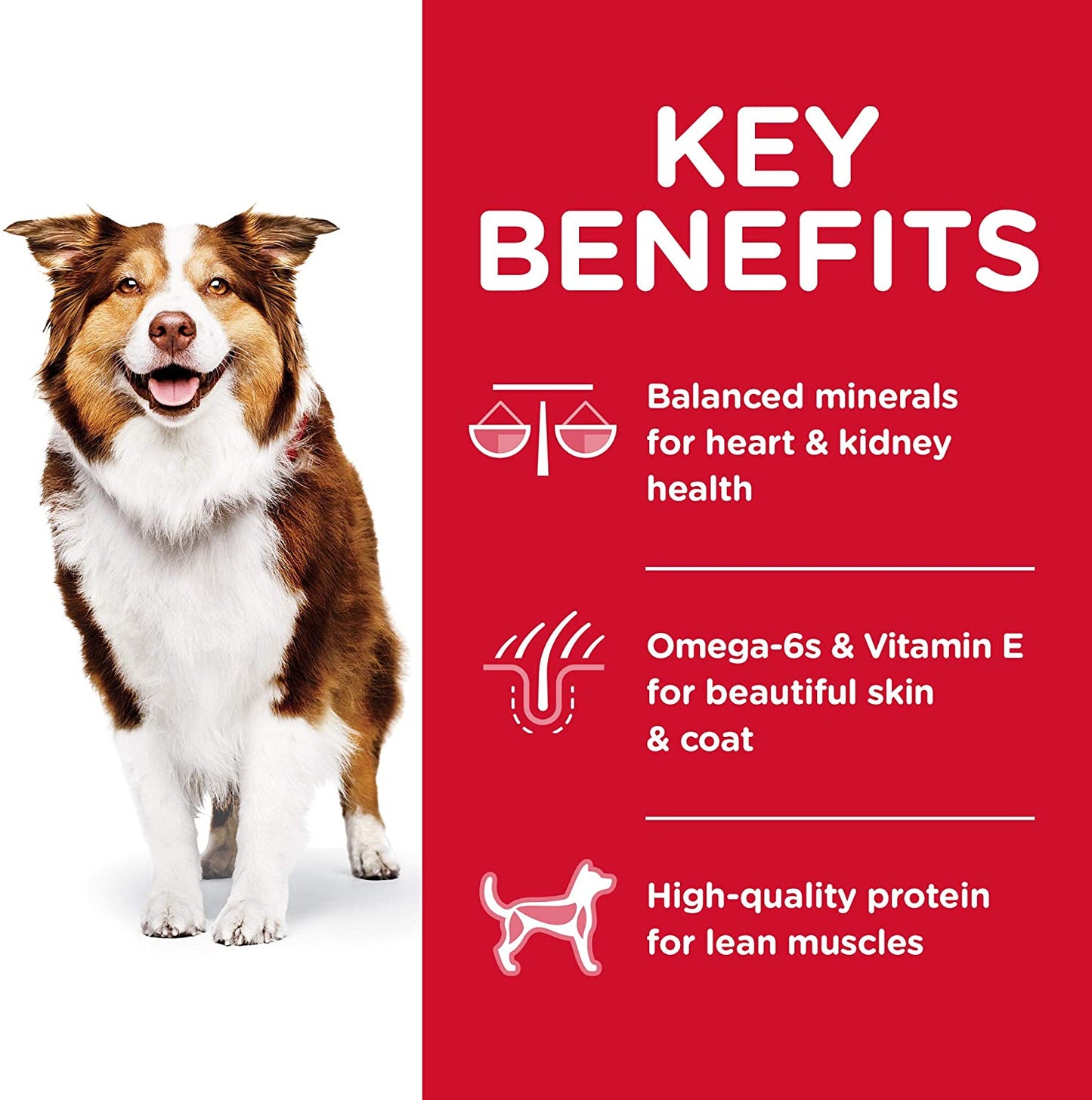 Hills Science Diet Canine Senior Original 7 Plus Alimento Para Perro