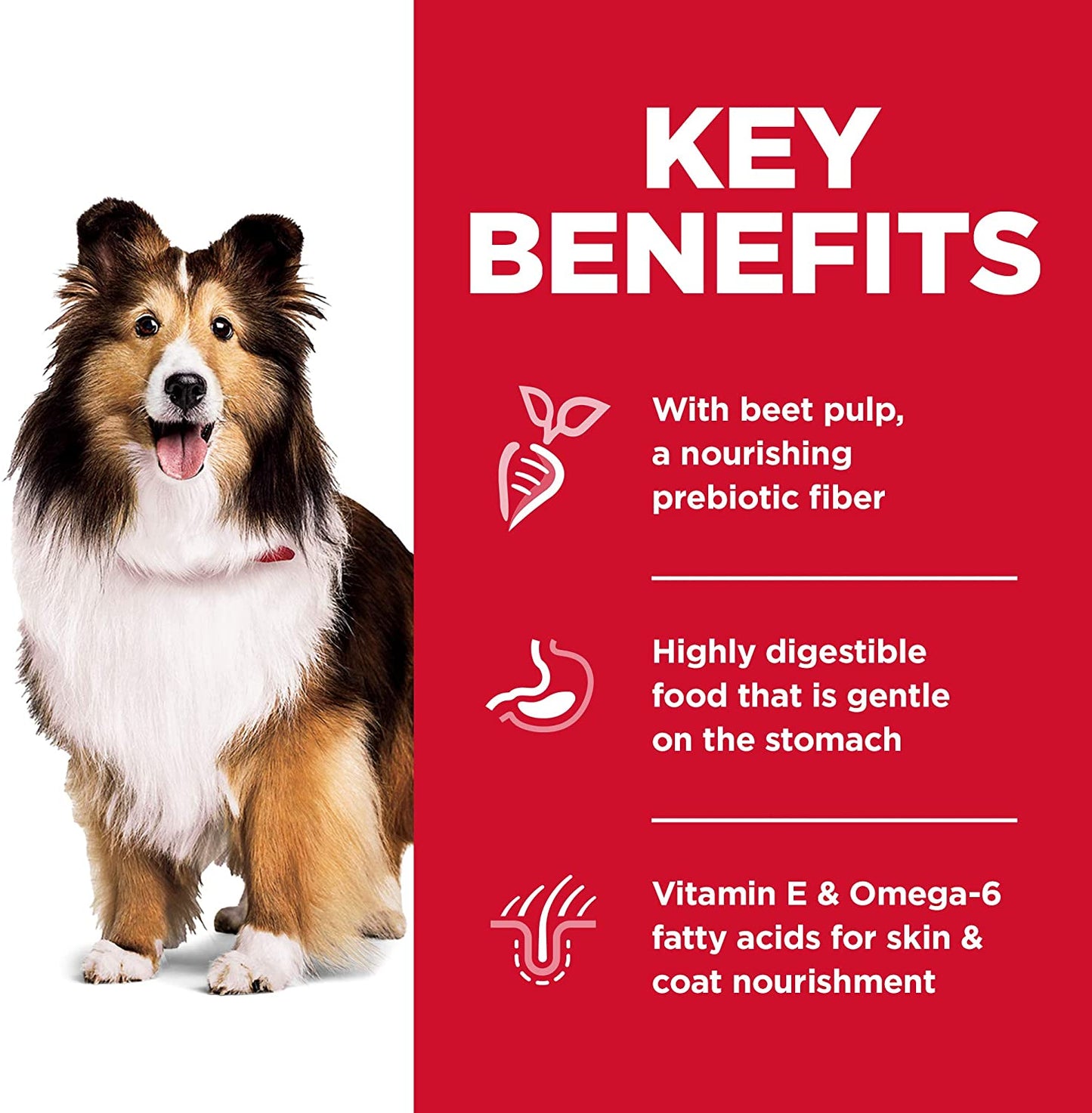 Hills Science Diet Adulto Sensitive Stomach And Skin Alimento Para Perro