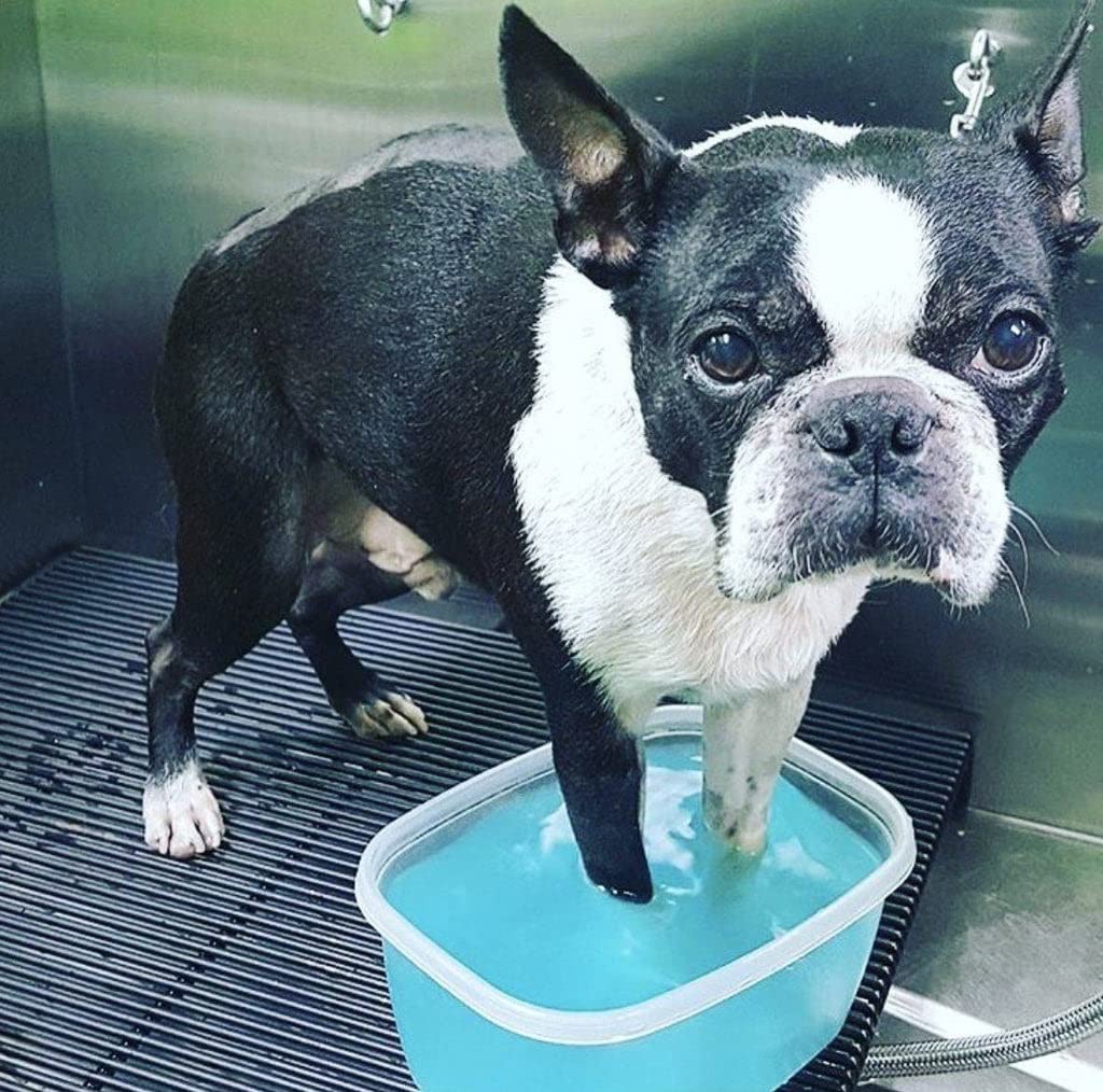 Warren London Tableta Para Limpieza Profunda De Pata Para Perro