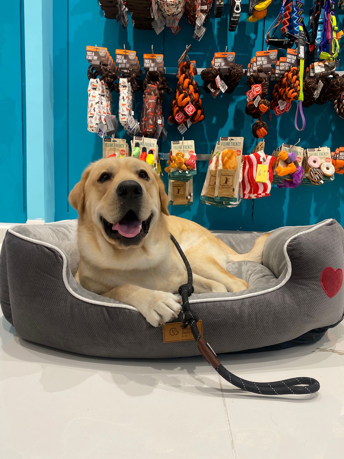 Cama Para Perros "Mia" Vida De Perro