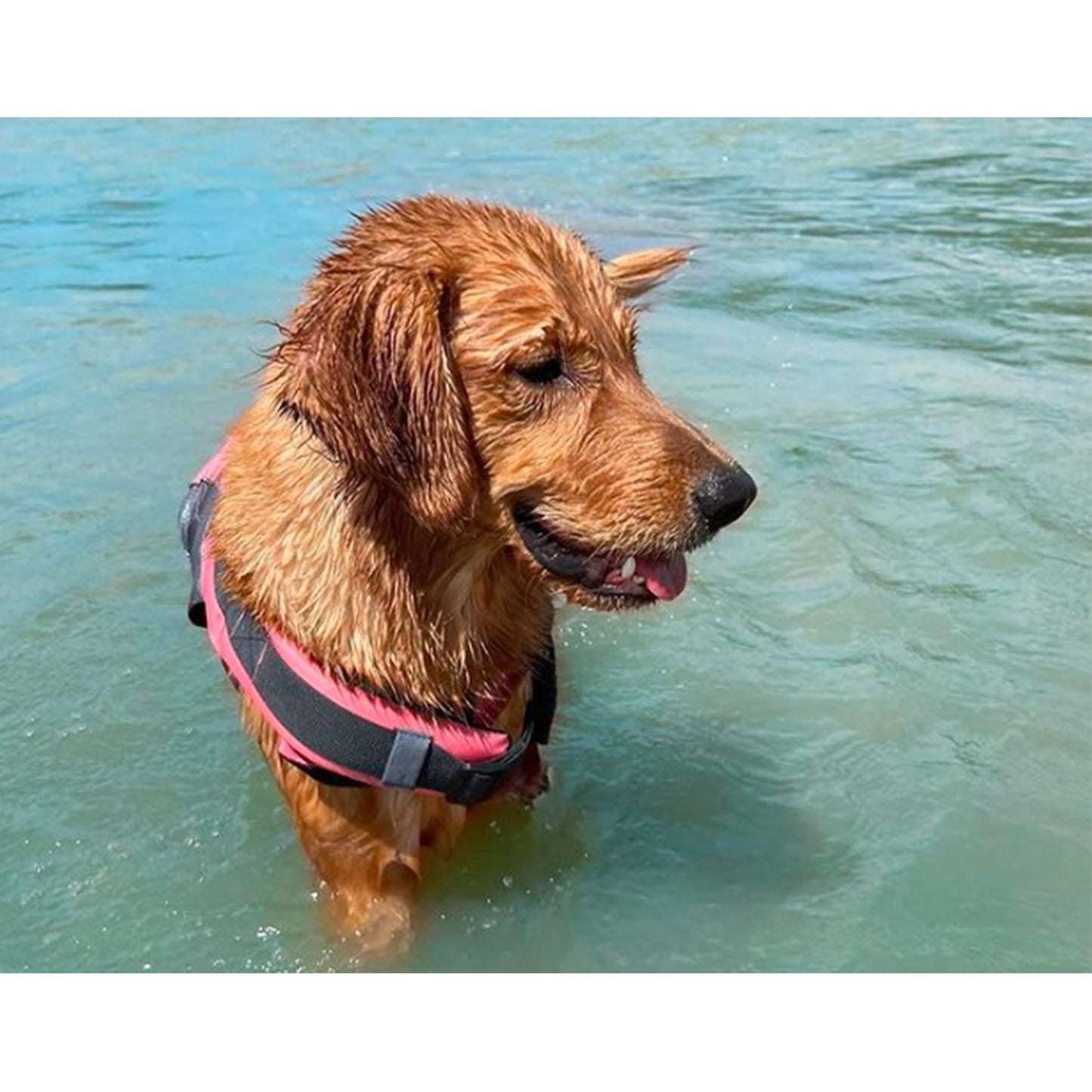 Vida De Perro Chaleco Salvavidas Para Perros