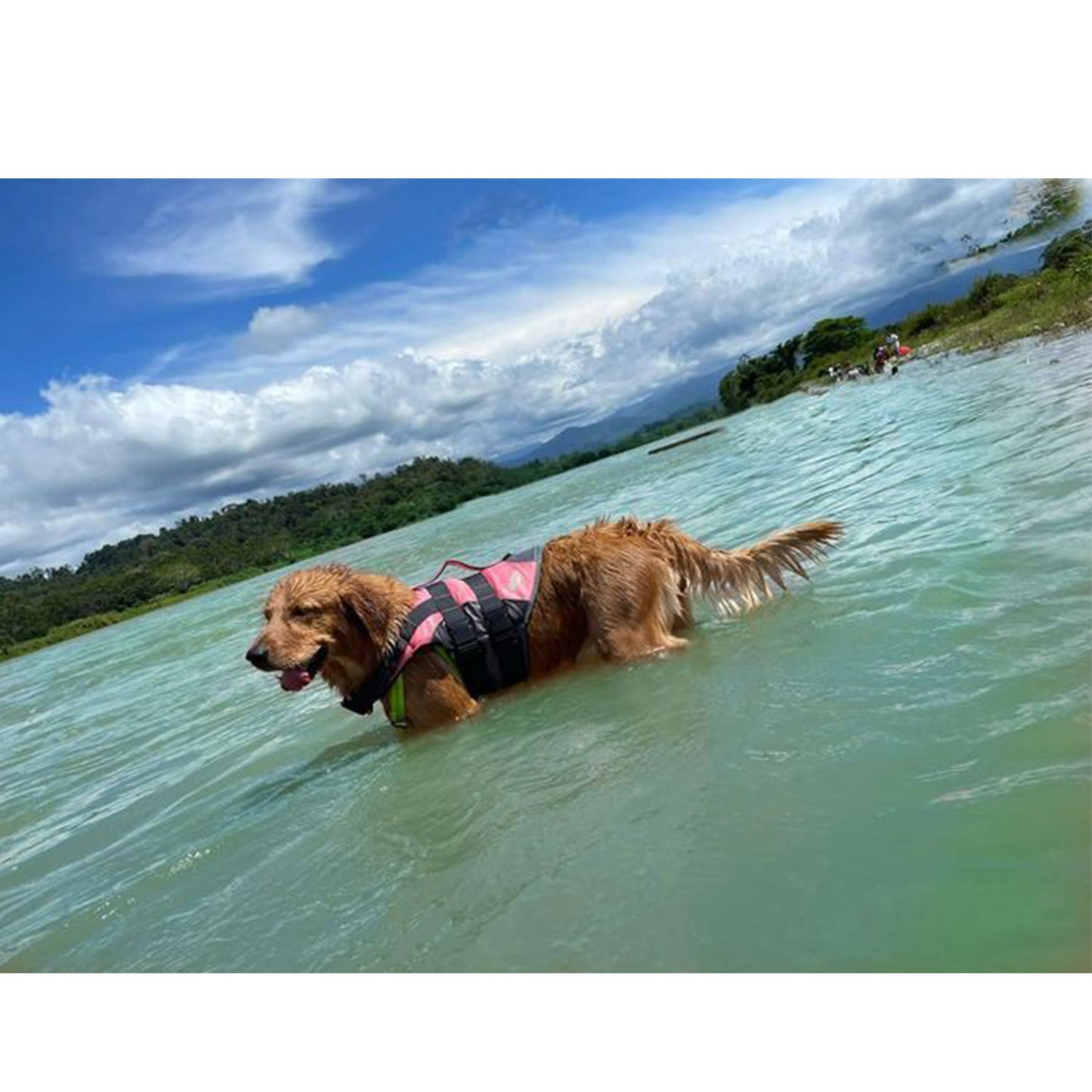 Vida De Perro Chaleco Salvavidas Para Perros