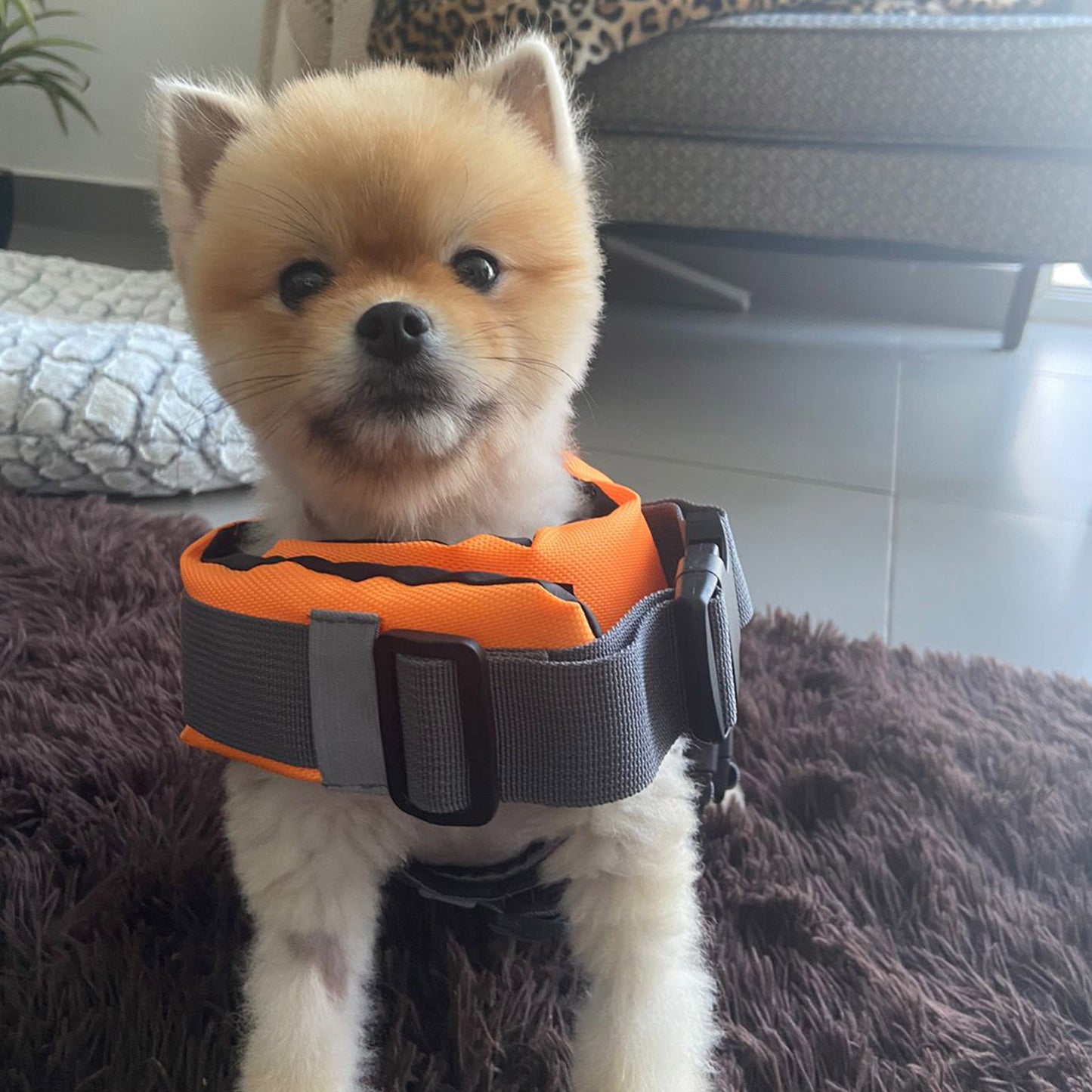 Vida De Perro Chaleco Salvavidas Para Perros