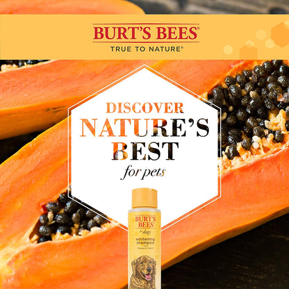 Burts Bees Shampoo Blanqueador Con Papaya Y Yogurt Para Perro