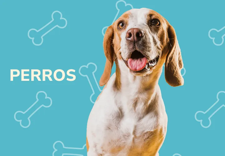 Todo para perros