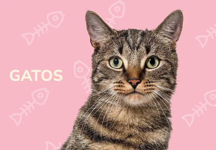 Todo para gatos
